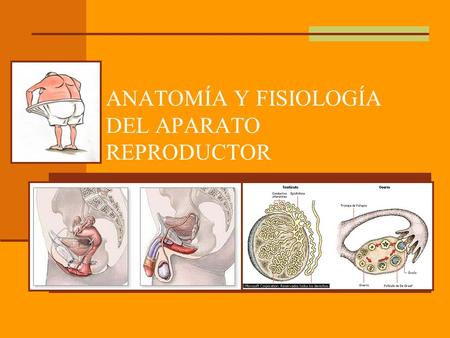 ANATOMÍA Y FISIOLOGÍA DEL APARATO REPRODUCTOR