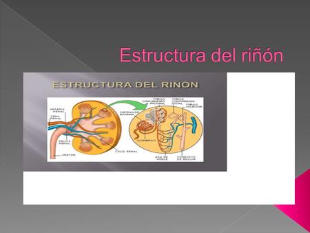  Conocer las estructuras principales del riñón  Conocer los órganos principales del sistema renal  Comprender el proceso de formación de la orina.