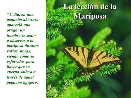 La lección de la Mariposa U día, en una pequeña abertura apareció una oruga; un hombre se sentó a observar a la mariposa durante varias horas, viendo.