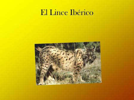 El Lince Ibérico. Águila Ballenas Foca Lobo Nutria.
