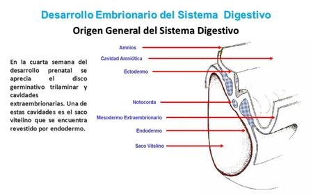 Origen General del Sistema Digestivo