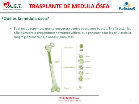 ¿Qué es la médula ósea? TRASPLANTE DE MEDULA ÓSEA Es el tejido esponjoso que se encuentra dentro de algunos huesos. En ella están las células madre o progenitores.