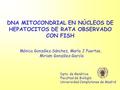 DNA MITOCONDRIAL EN NÚCLEOS DE HEPATOCITOS DE RATA OBSERVADO CON FISH Mónica González-Sánchez, María J Puertas, Miriam González-García Dpto. de Genética.
