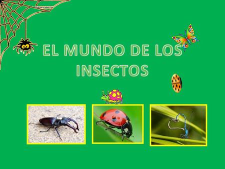 EL MUNDO DE LOS INSECTOS