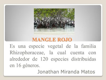 MANGLE ROJO Es una especie vegetal de la familia Rhizophoraceae, la cual cuenta con alrededor de 120 especies distribuidas en 16 géneros. Jonathan Miranda.