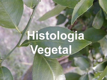Histologia Vegetal. Quais são os principais tecidos encontrados no corpo de uma planta? 1.