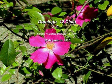 Domingo 12 Ciclo C 19 de junio de 2016 Salmo: “Cantate Domino” A. Pärt.