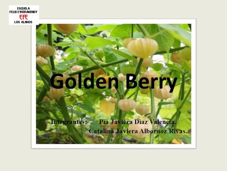 Golden Berry Integrantes: Pìa Javiera Dìaz Valencia.