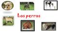 Los perros. Los greyhounds pueden correr 45 millas por hora. Ellos pueden comer 4 tazas de comida todos los días. Es el perro más anciano de todos los.