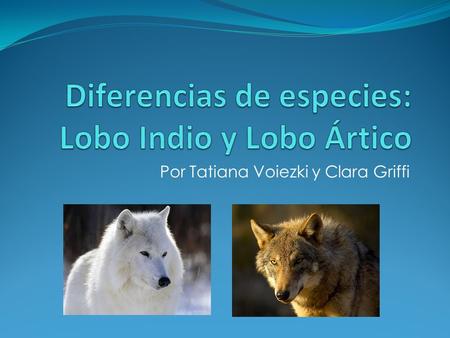 Diferencias de especies: Lobo Indio y Lobo Ártico