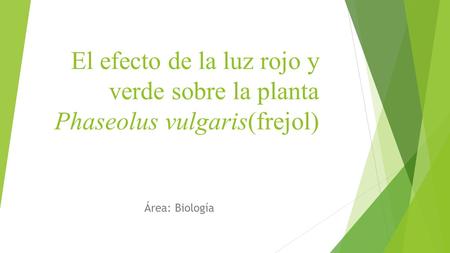 El efecto de la luz rojo y verde sobre la planta Phaseolus vulgaris(frejol) Área: Biología.