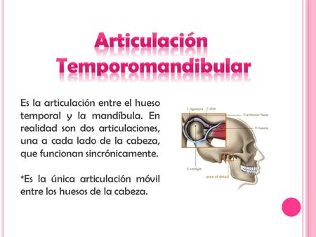 Articulación Temporomandibular