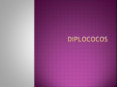  Los cocos, células casi esféricas, se dividen en dos planos y permanecen unidos en parejas  1. Streptococcus pneumoniae: Neumococo o diplococo grampositivo.