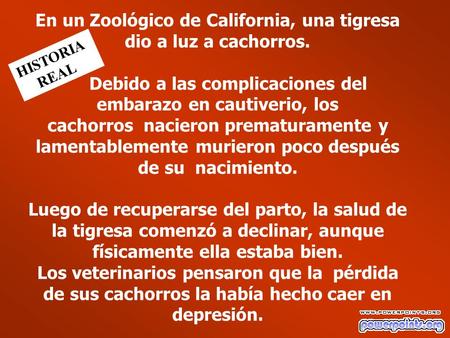En un Zoológico de California, una tigresa dio a luz a cachorros. Debido a las complicaciones del embarazo en cautiverio, los cachorros nacieron prematuramente.