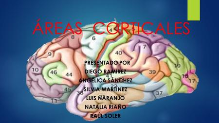 ÁREAS CORTICALES Diego RAMIREZ Angélica Sánchez Silvia Martínez