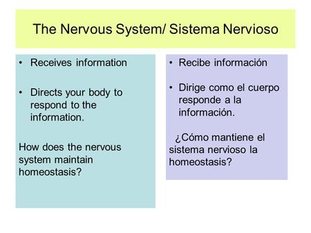 The Nervous System/ Sistema Nervioso Receives information Directs your body to respond to the information. How does the nervous system maintain homeostasis?