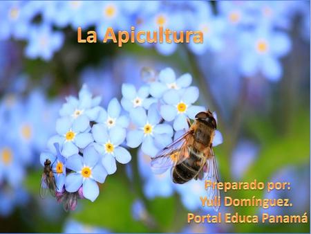 La Apicultura Preparado por: Yuli Domínguez. Portal Educa Panamá.