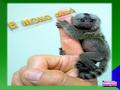 23/Octbre/2012. ) >>>>>>>>>>>>> El mono dedo es el mas pequeno primate que viven en el worldare tambien conocido por los nombres de monos de bolsillo