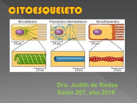 CITOESQUELETO Dra. Judith de Rodas Salón 207, año 2016.