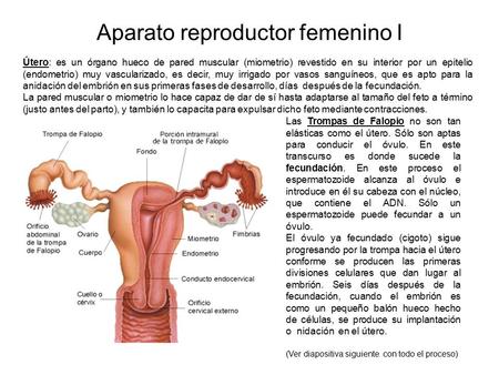 Aparato reproductor femenino I