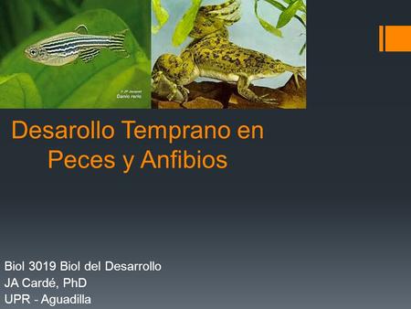 Desarollo Temprano en Peces y Anfibios