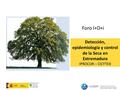 Detección, epidemiología y control de la Seca en Extremadura IPROCOR – CICYTEX Foro I+D+i.