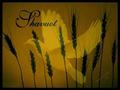 Jag Hashavuot, o simplemente Shavuot, es una de las Tres Peregrinaciones en las que, conforme al Mandato Bíblico, la población total de Israel debía peregrinar.