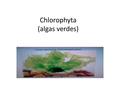 Chlorophyta (algas verdes) Caracteres celulares Células eucariontes Mayoría son uninucleadas Algunas son multinucleadas Tilacoides en grupo de dos a.