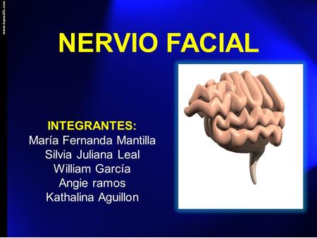 NERVIO FACIAL INTEGRANTES: María Fernanda Mantilla Silvia Juliana Leal William García Angie ramos Kathalina Aguillon.