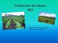 Producción de tabaco NEA Integrantes: Alexis Cabuli, Diego Borengiu y Lucas Feldman.