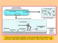 Proceso de crecimiento bacteriano sobre las paredes de las tuberías y las partículas suspendidas (adaptado de Costerton, 1993 y Keevil et al., 1995)