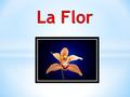 La flor es la estructura reproductiva característica de las plantas llamadas espermatofitas o fanerógamas. La función de una flor es producir semillas.