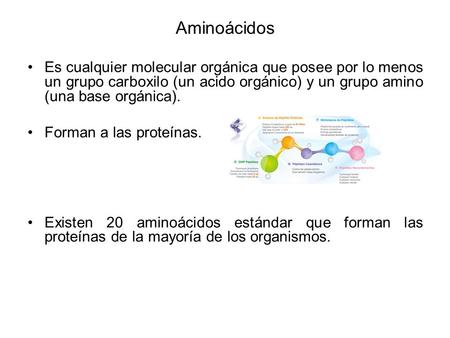 Es cualquier molecular orgánica que posee por lo menos un grupo carboxilo (un acido orgánico) y un grupo amino (una base orgánica). Forman a las proteínas.