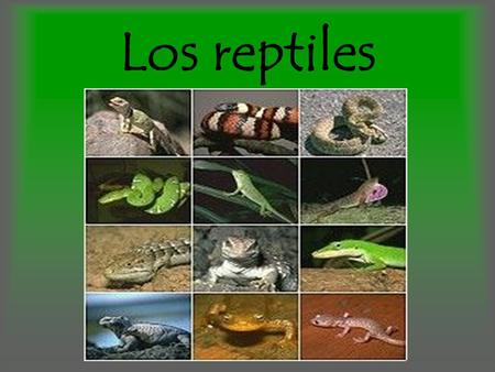 Los reptiles.