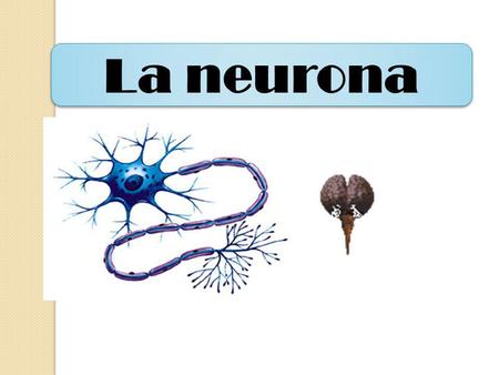 La neurona.