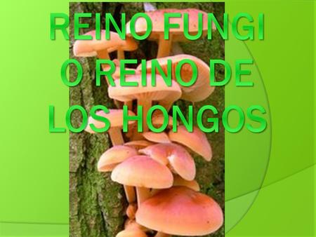 Reino fungi o reino de los hongos
