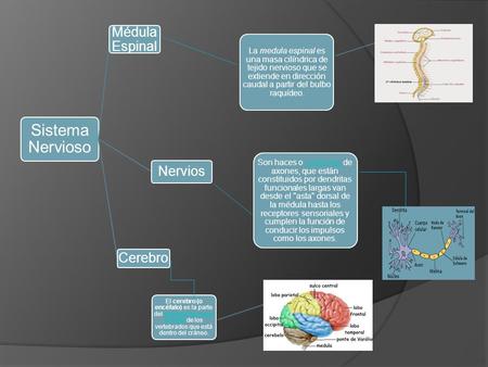 Sistema Nervioso Médula Espinal Nervios Cerebro