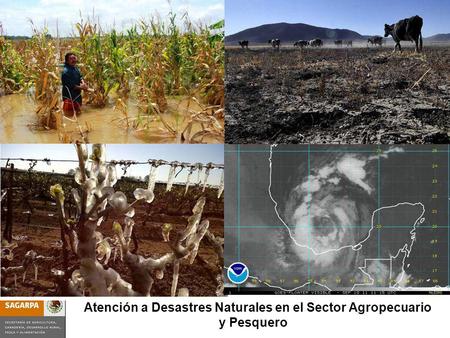 Atención a Desastres Naturales en el Sector Agropecuario y Pesquero