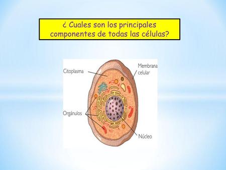 ¿ Cuales son los principales componentes de todas las células?