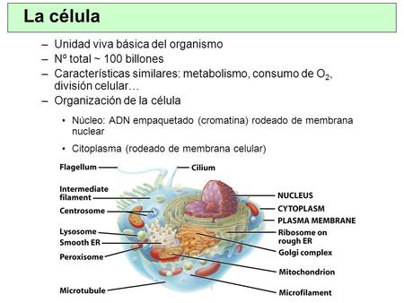 La célula Unidad viva básica del organismo Nº total ~ 100 billones