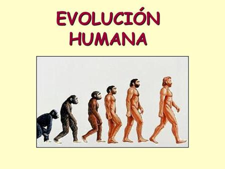 EVOLUCIÓN HUMANA.