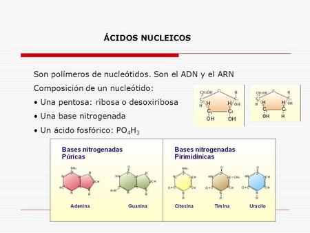 ÁCIDOS NUCLEICOS Son polímeros de nucleótidos. Son el ADN y el ARN