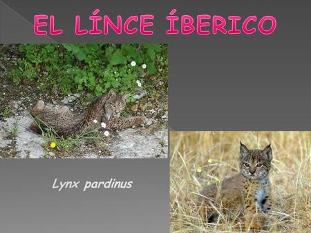 EL LÍNCE ÍBERICO Lynx pardinus.