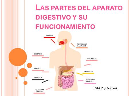 Las partes del aparato digestivo y su funcionamiento