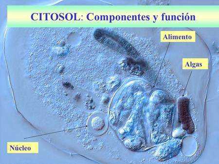 CITOSOL: Componentes y función