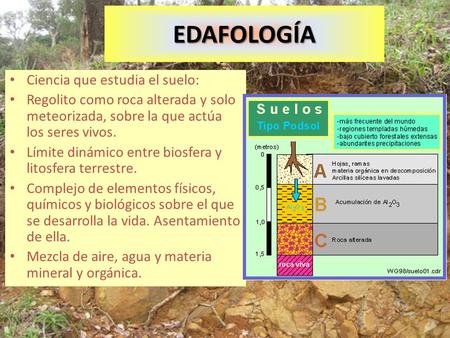 EDAFOLOGÍA Ciencia que estudia el suelo: