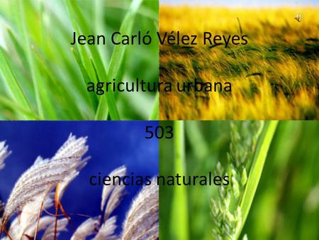 Jean Carló Vélez Reyes agricultura urbana 503 ciencias naturales