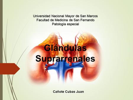 Glándulas Suprarrenales