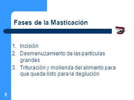 Fases de la Masticación