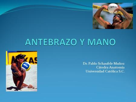 Dr. Pablo Schaufele Muñoz Cátedra Anatomía Universidad Católica S.C.